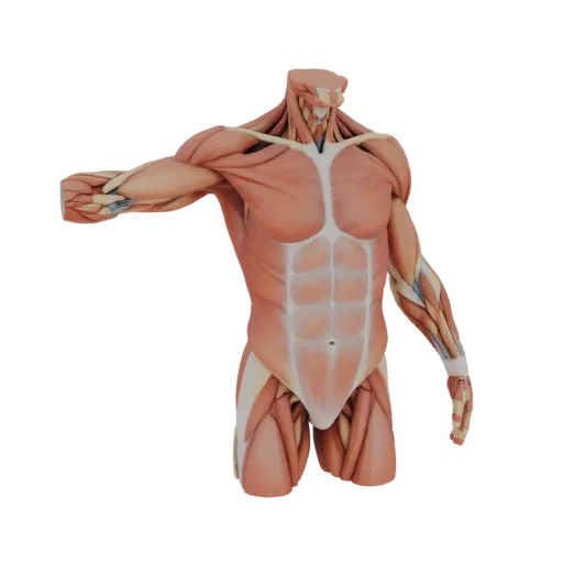 Human Muscle Anatomy Kit High Poly 3D model, close-up studio render, showing neutral educational colors, form detail.