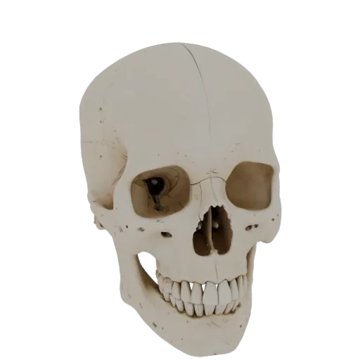 Skull Skeleton 3D model, three-quarter front view, AR viewer studio render, showing bone surfaces, skeletal landmarks.