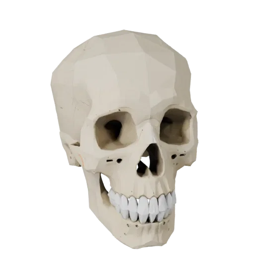Full Body Skull Low Poly 3D model, game viewport three-quarter view, showing bone surfaces, skeletal landmarks.