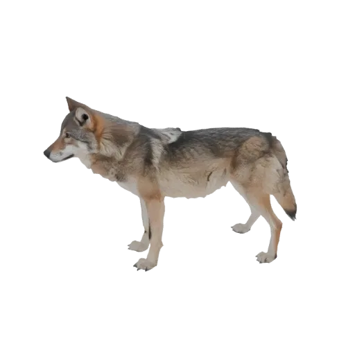 Modèle 3D d'un loup gris debout et alerte, montrant sa fourrure détaillée et sa posture naturelle.