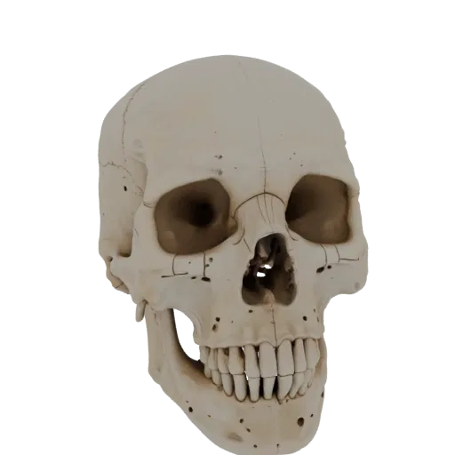 Full Body Skull High Poly 3D model, close-up studio render, showing bone surfaces, skeletal landmarks.