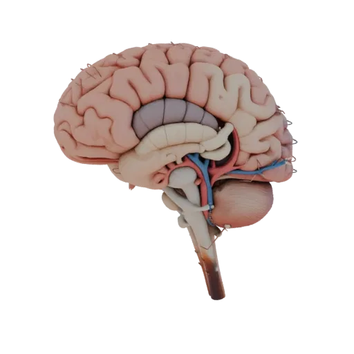 Cutaway Brain Education 3D model, three-quarter training render, showing soft tissue colors, organ silhouette.