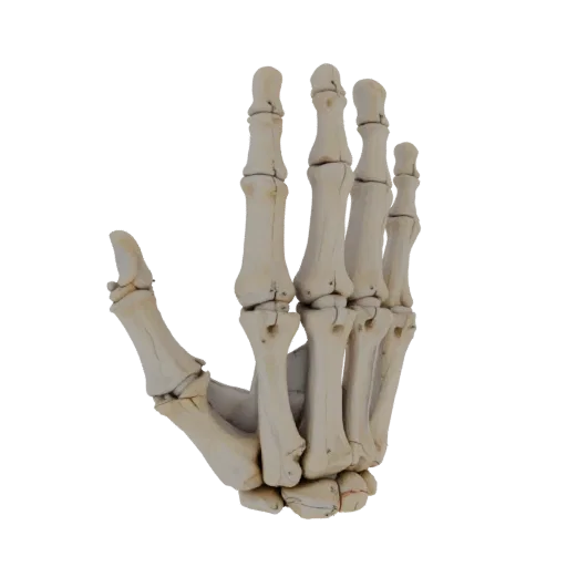 Gelenk Hand Knochen 3D-Modell, Seitenprofilansicht, technischer Viewport-Render, zeigt Knochenoberflächen, Skelett-Landmarken