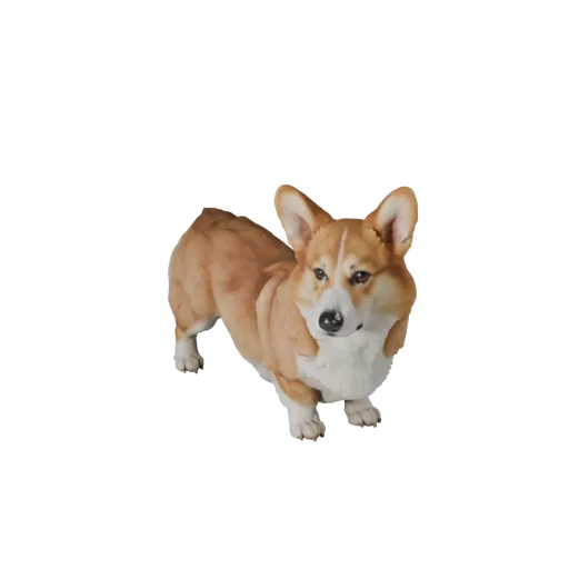 Modèle 3D réaliste de chien Corgi, rendu de vie sauvage de profil, actif animal prêt pour l'animation avec direction du pelag