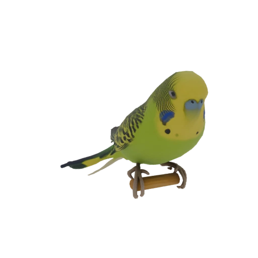 Budgerigar Perched on a Wooden Dowel