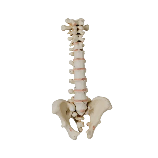 Spine Skeleton Stylized 3D model, stylized isometric render, showing bone surfaces, skeletal landmarks.