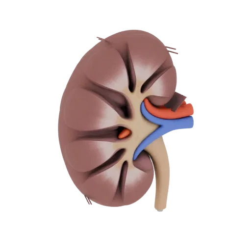 Vascular Kidney Realistic 3D model, three-quarter studio render, showing soft tissue colors, organ silhouette.