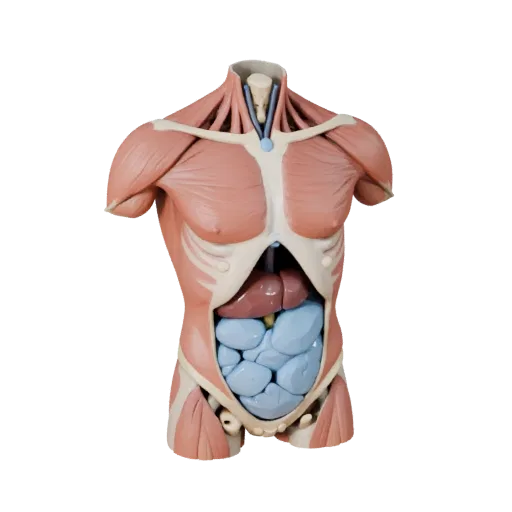Classroom Torso Anatomy Kit 3D model, stylized isometric render, showing neutral educational colors, form detail.