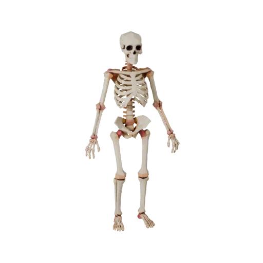 Spine Skeleton Low Poly 3D model, game viewport three-quarter view, showing bone surfaces, skeletal landmarks.