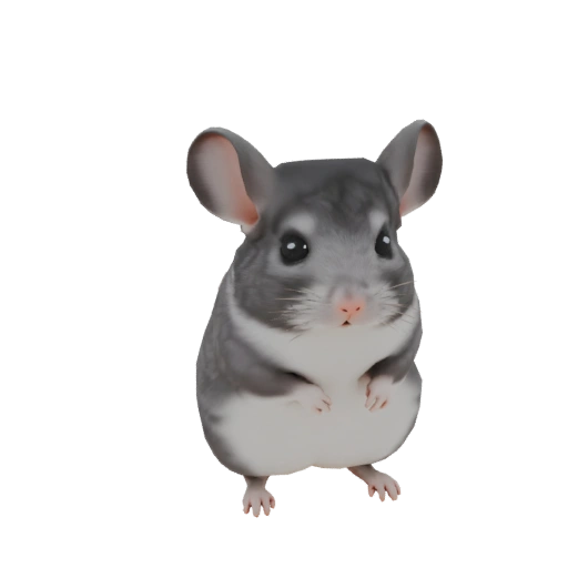 Chinchilla