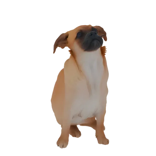 3D-Modell eines hellbraunen Mops-Mischlings sitzend und neugierig nach oben blickend, mit dunklen Ohren und Schnauze.