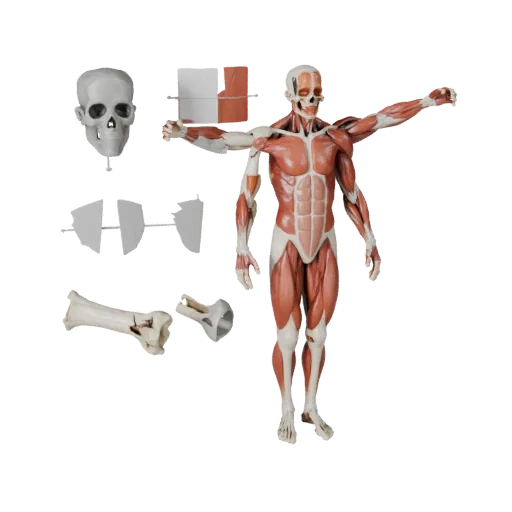 Sectioned Muscle Anatomy Kit 3D model, stylized isometric render, showing neutral educational colors, form detail.