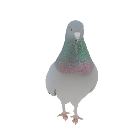 A realistic 3D model of a pigeon standing on its feet, facing forward with its head slightly tilted.