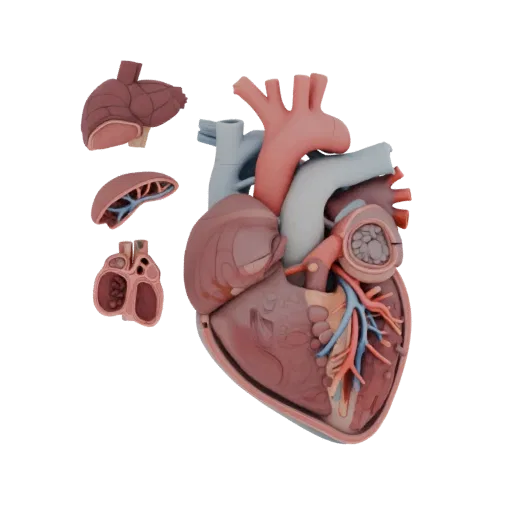 Healthy Heart Education 3D model, three-quarter training render, showing soft tissue colors, organ silhouette.
