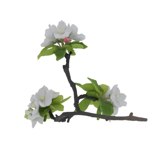 A 3D model of a delicate apple blossom branch with white petals and green leaves against a white background.