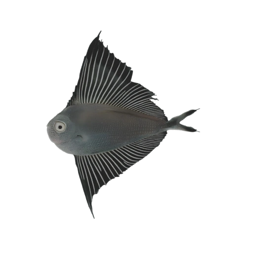 Elegant Sailfish 3D Model
