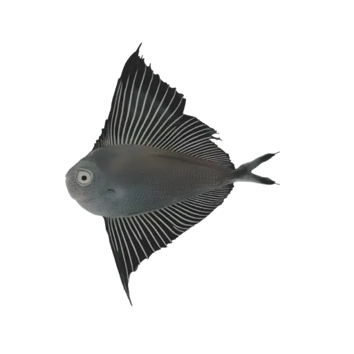 3D model of a sleek, dark grey sailfish with prominent dorsal and pectoral fins, set against a black background.
