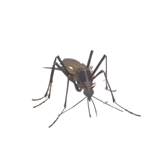A detailed 3D model of a mosquito, viewed from a slightly elevated front angle, showcasing its intricate legs, wings, and bod