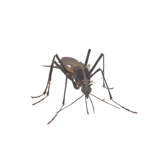 A detailed 3D model of a mosquito, viewed from a slightly elevated front angle, showcasing its intricate legs, wings, and bod