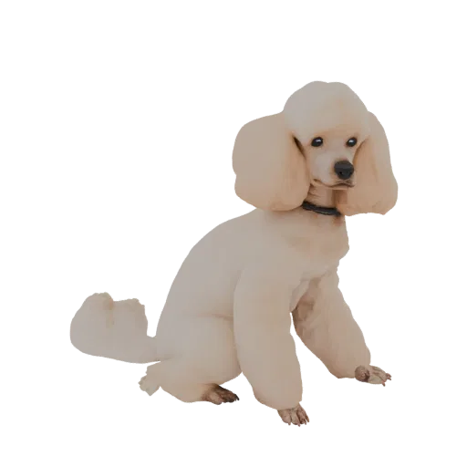A 3D model of a cream-colored poodle sitting attentively, with its fluffy fur and alert expression clearly visible.
