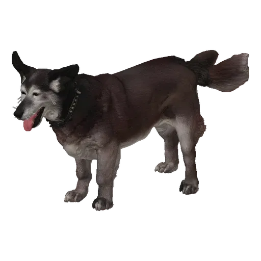 3D model of a medium-sized dog with gray and brown fur, alert expression, and tongue sticking out, against a black background