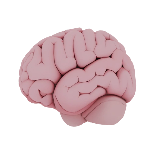 3D Human Brain Model