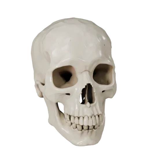 Joint Skull Stylized 3D model, stylized isometric render, showing bone surfaces, skeletal landmarks.