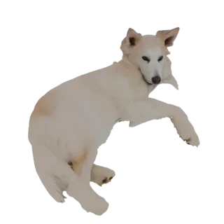 3D model of a white German Shepherd dog lying down peacefully on a plain background.