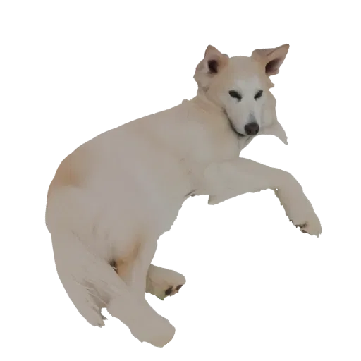 3D model of a white German Shepherd dog lying down peacefully on a plain background.