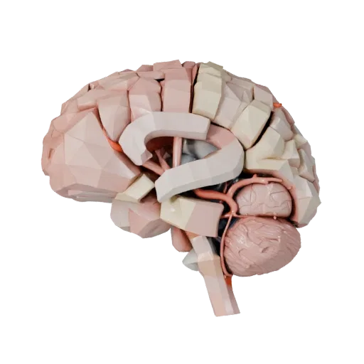 Cutaway Brain Low Poly 3D model, game viewport three-quarter view, showing soft tissue colors, organ silhouette.