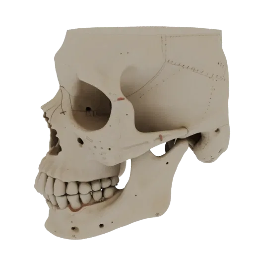 Skull High Poly 3D model, close-up studio render, showing bone surfaces, skeletal landmarks.