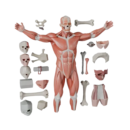 Modular Muscle Anatomy Kit 3D model, game viewport three-quarter view, showing neutral educational colors, form detail.