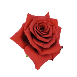 A detailed 3D model of a deep red rose in full bloom, with layered petals and a rich, velvety texture.
