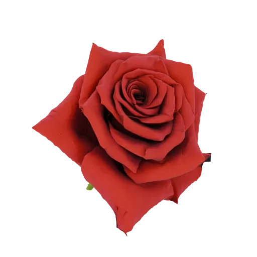 A detailed 3D model of a deep red rose in full bloom, with layered petals and a rich, velvety texture.