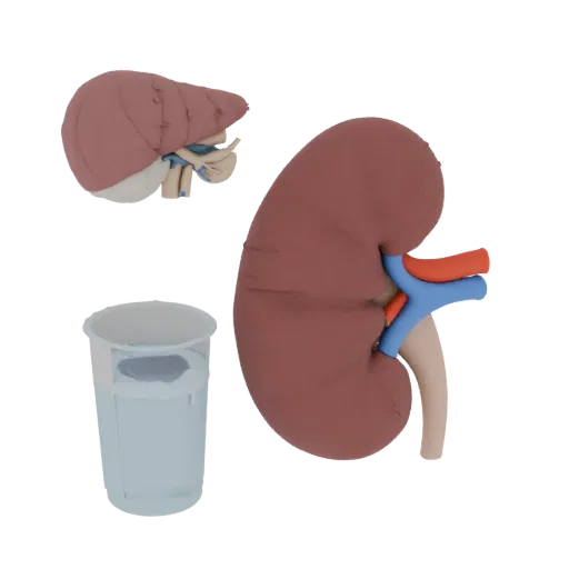 Teaching Kidney Realistic 3D model, three-quarter studio render, showing soft tissue colors, organ silhouette.