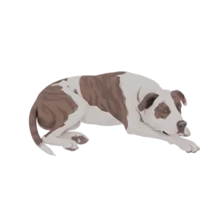 3D model of a brindle and white Pitbull dog lying down on a white background, with its head resting and looking towards the v