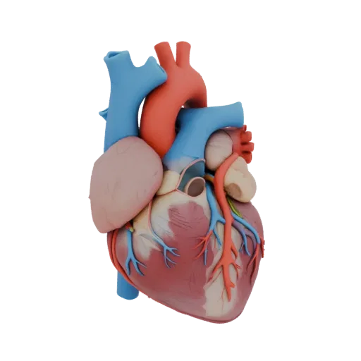 Modello 3D Cuore Sano High Poly, rendering ravvicinato in studio, che mostra colori dei tessuti molli, silhouette dell'organo