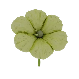 3D-Modell hellgrüne Blume Textur Tautropfen, Draufsicht