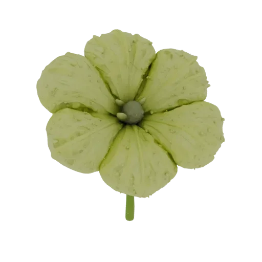 3D-Modell hellgrüne Blume Textur Tautropfen, Draufsicht