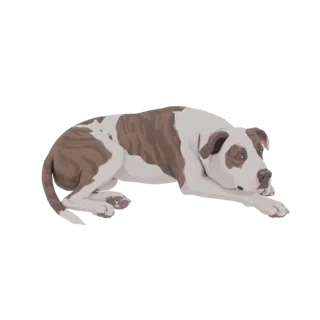 3D model of a brindle and white Pitbull dog lying down on a white background, looking towards the viewer.