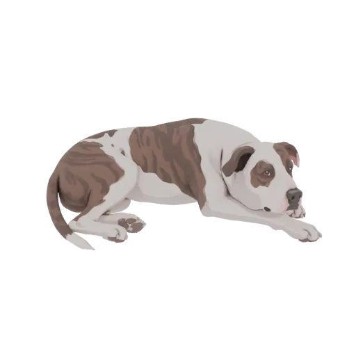 Modello 3D di un cane Pitbull brindle e bianco sdraiato su sfondo bianco, che guarda verso l'osservatore.