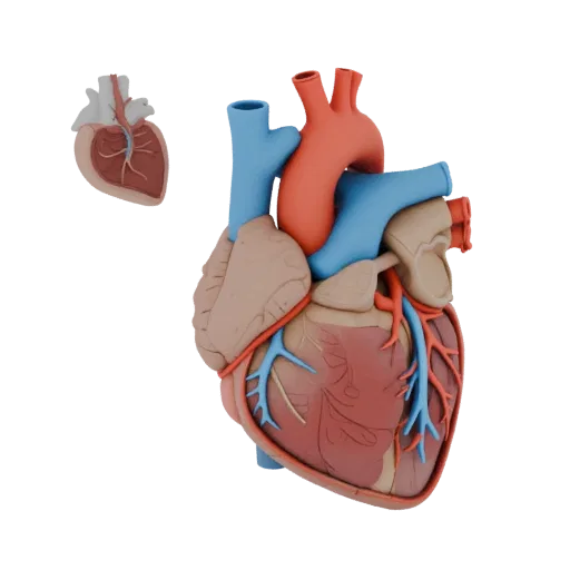 Healthy Heart Printable 3D model, isometric STL render, showing soft tissue colors, organ silhouette.