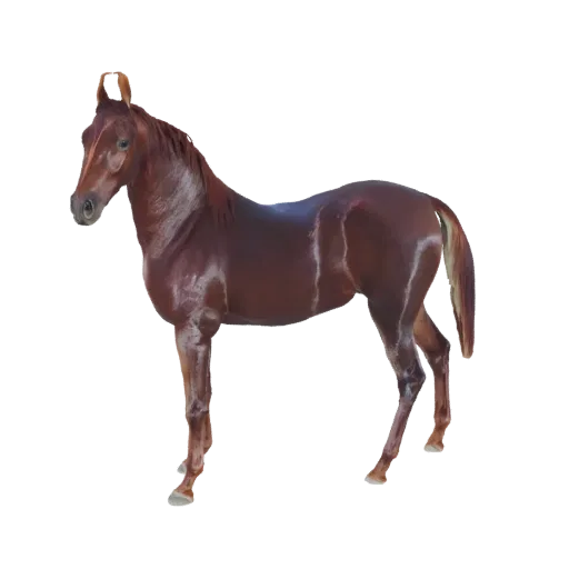 A realistic 3D model of a brown horse standing gracefully, showcasing its detailed form and smooth texture.