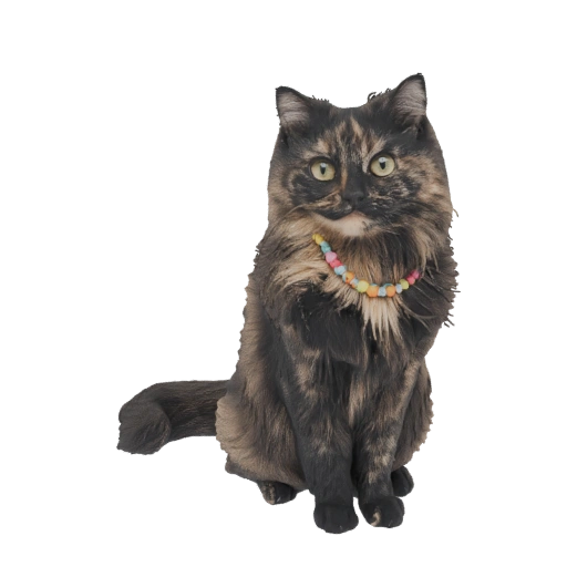 Tortoiseshell Cat with Colorful Beaded Necklace 3D Model