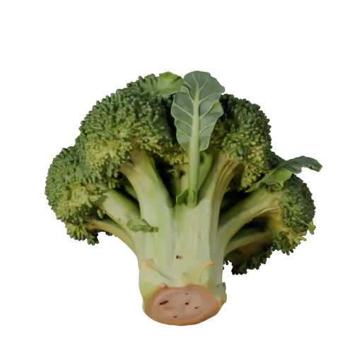 Chopped Broccoli Head 3D model, three-quarter front view, AR viewer studio render, showing leaf veins, form detail.