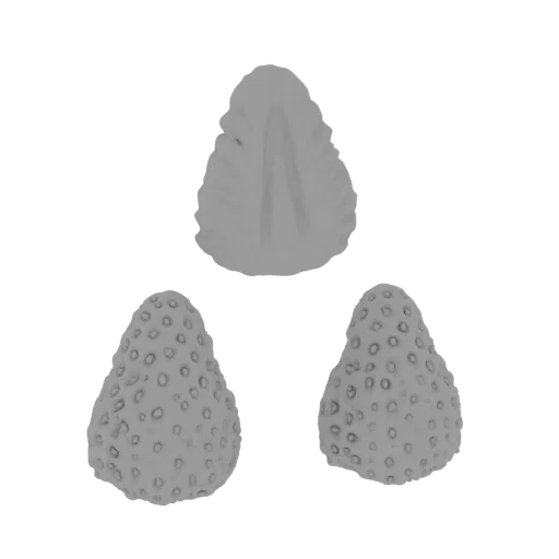 3D model of a strawberry slice showing internal seeds, and two whole strawberries with visible seeds, rendered in gray.