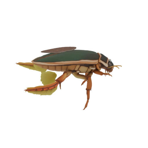 Dytiscus marginalis - Great Diving Beetle 3D Model