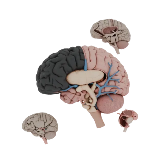 Healthy Brain 3D model, three-quarter front view, AR viewer studio render, showing soft tissue colors, organ silhouette.