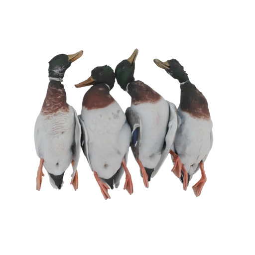 Four Mallard Ducks