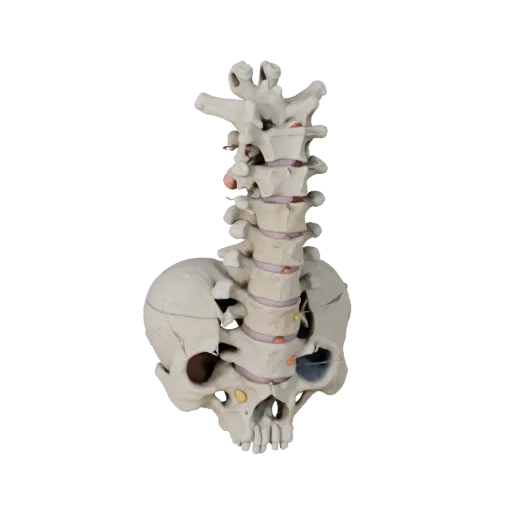 Skull Spine Column Stylized 3D model, stylized isometric render, showing bone surfaces, skeletal landmarks.